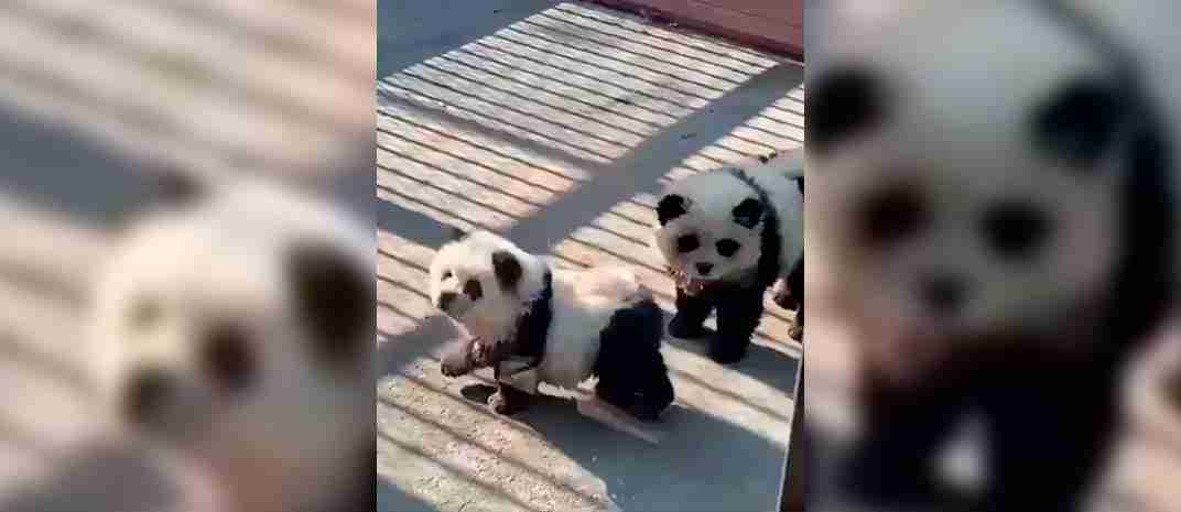 los perros panda son reales